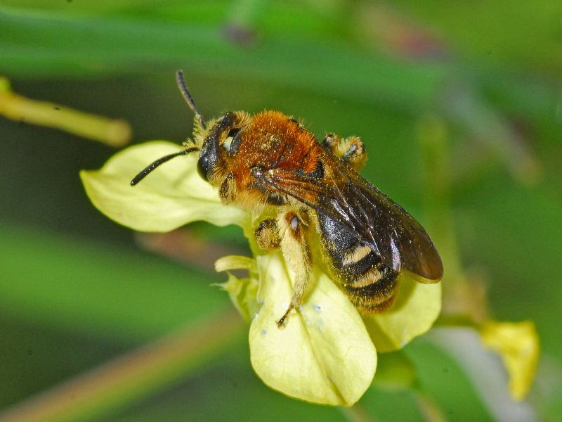 Un imenottero peloso: Andrena cfr. lagopus